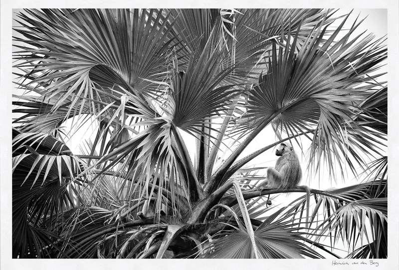 Baboon Amongst Leaves Fine Art Print 1