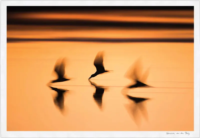 Birds At Sunset Fine Art Print 1