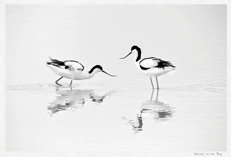 Black And White Bird Fine Art Print 1