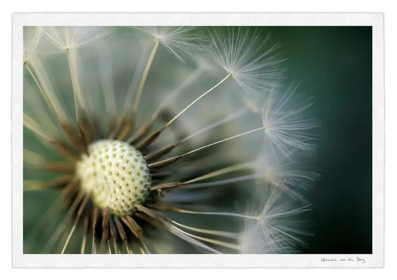 Dandelion Fine Art Print 1