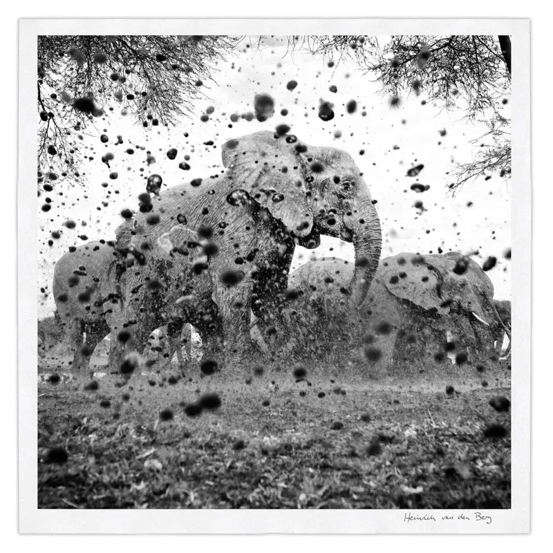 Elephant Ghost 11 1