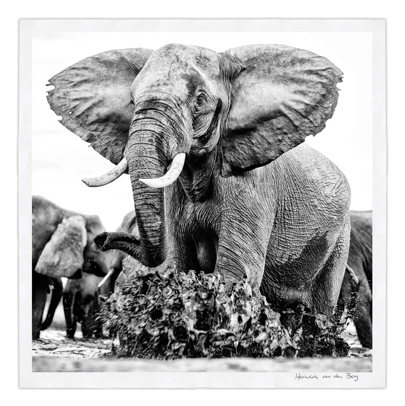 Elephant Ghost 12 1