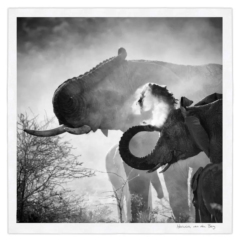 Elephant Ghost 5 1