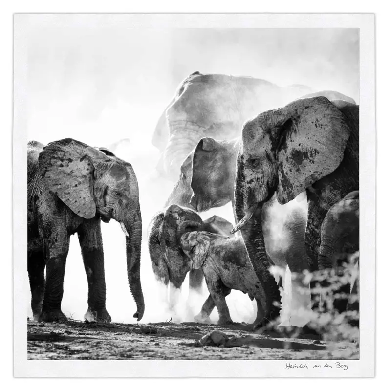 Elephant Ghost 6 1
