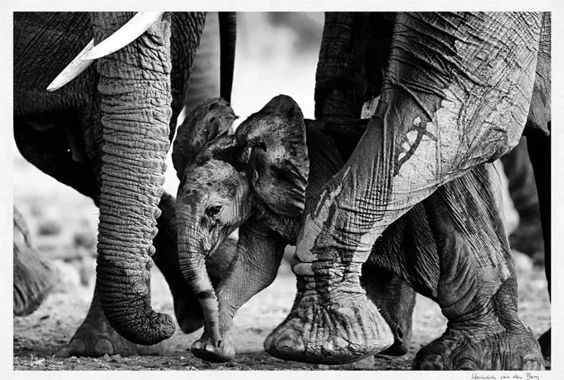 Elephant Pillars Fine Art Print 1