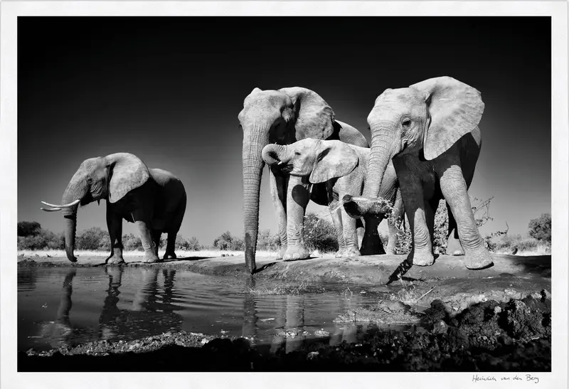 Elephants Drinking Fine Art Print 1