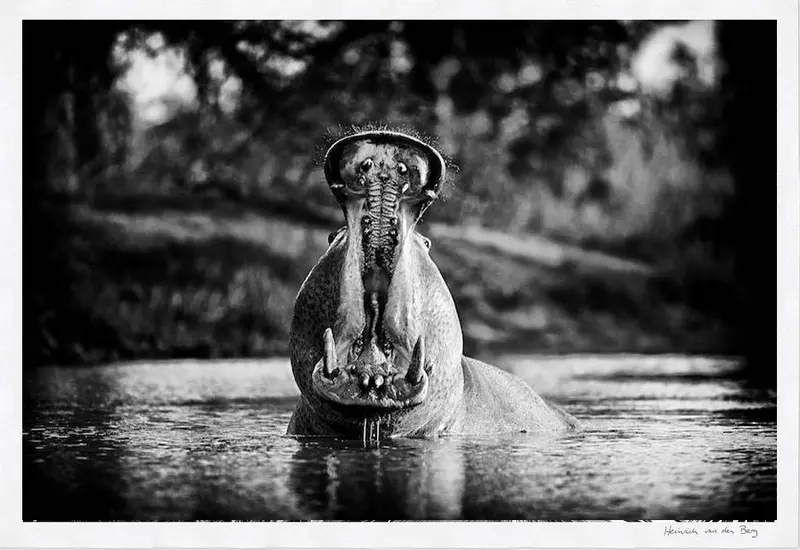 Hippo Fine Art Print 1