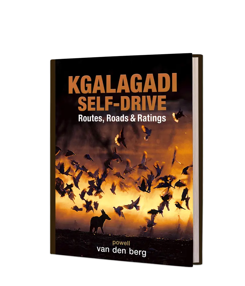 Kgalagadi Self-Drive 1
