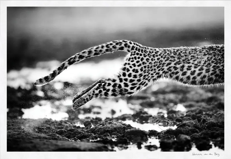 Leopard Jump Fine Art Print 1