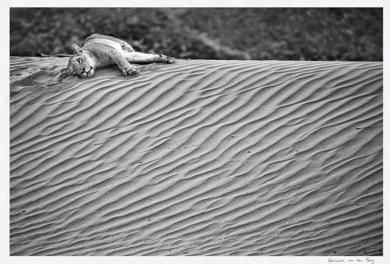 Lion In The Desert Fine Art Print 1