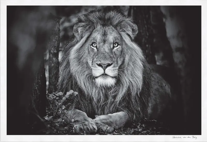Lion Portrait Fine Art Print 1