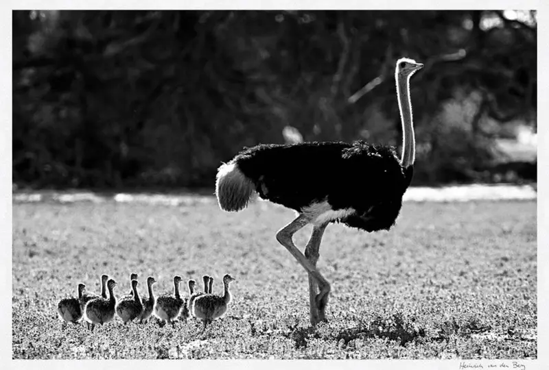 Ostrich With Young Limited Edition Fine Art Print 1