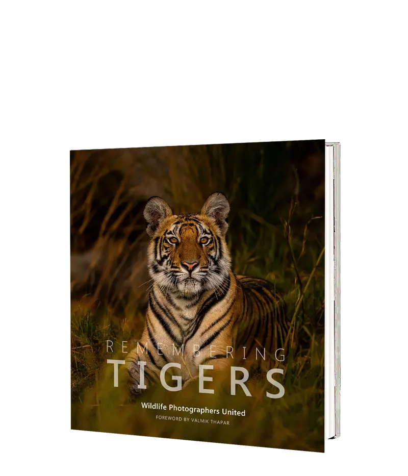 Remembering Tigers 1