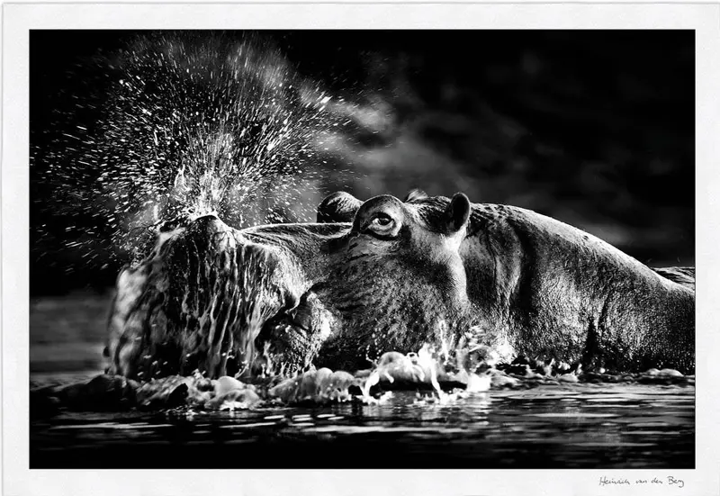 Snorting Hippo Fine Art Print 1