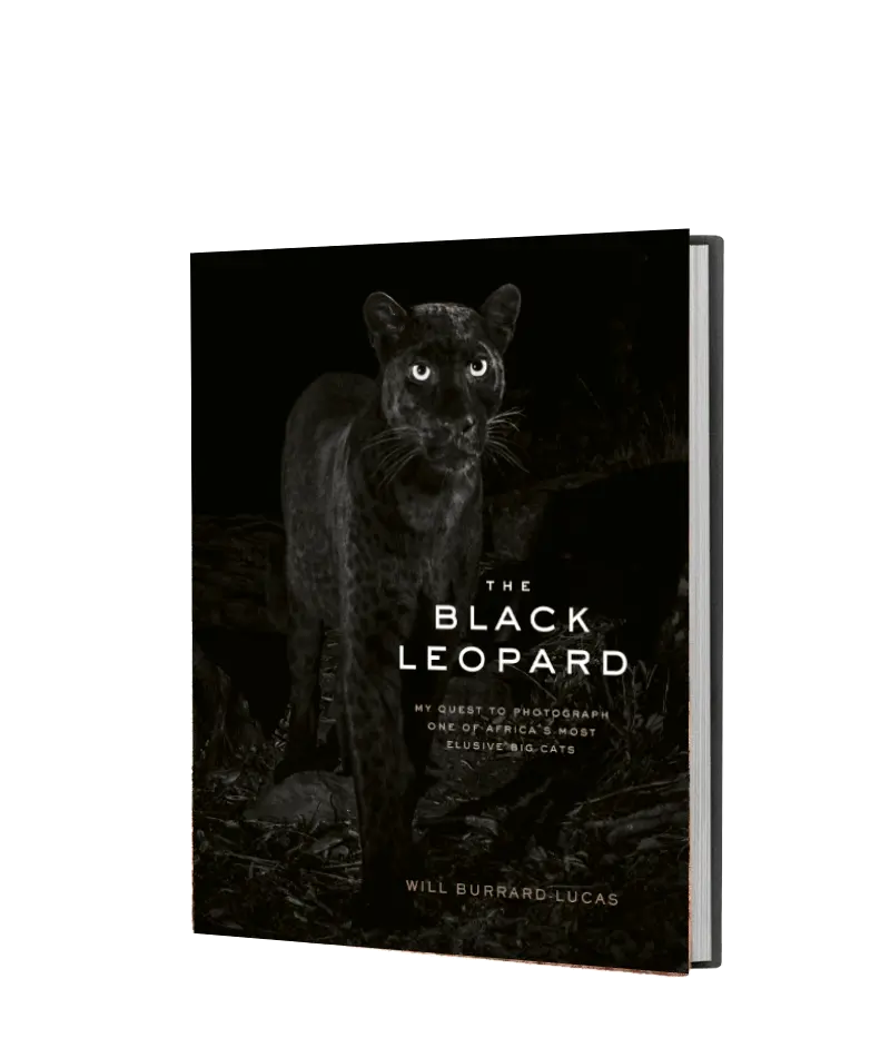 The Black Leopard 1