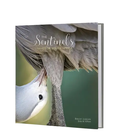 The Sentinels - Cranes Of South Africa 1