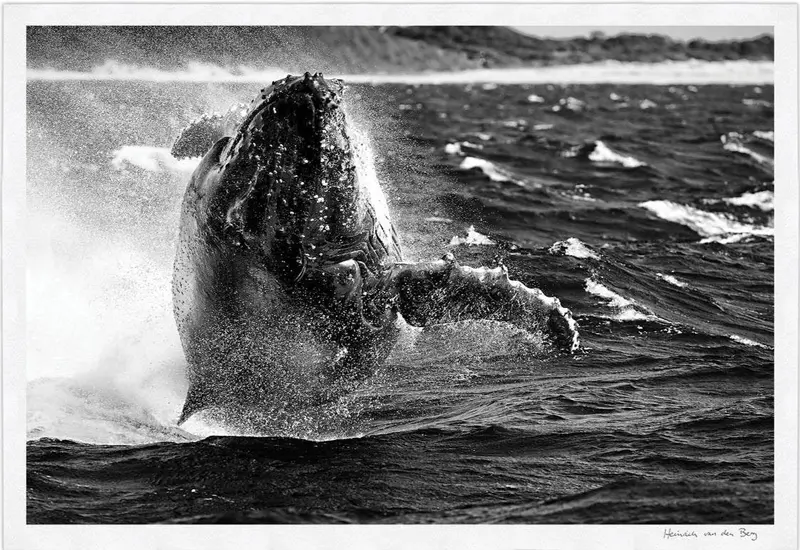 Whale Limited Edition Fine Art Print 1